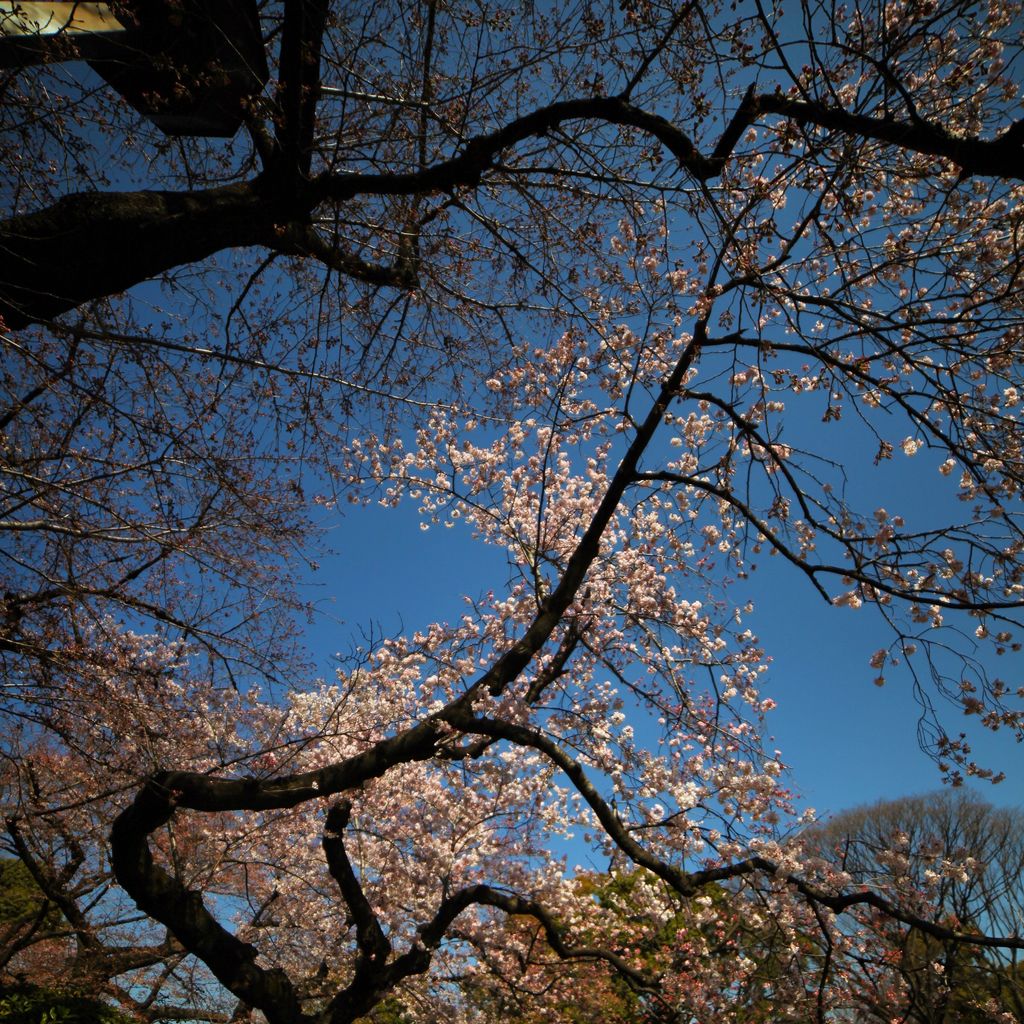 一簇簇的樱花在不断刺激眼球