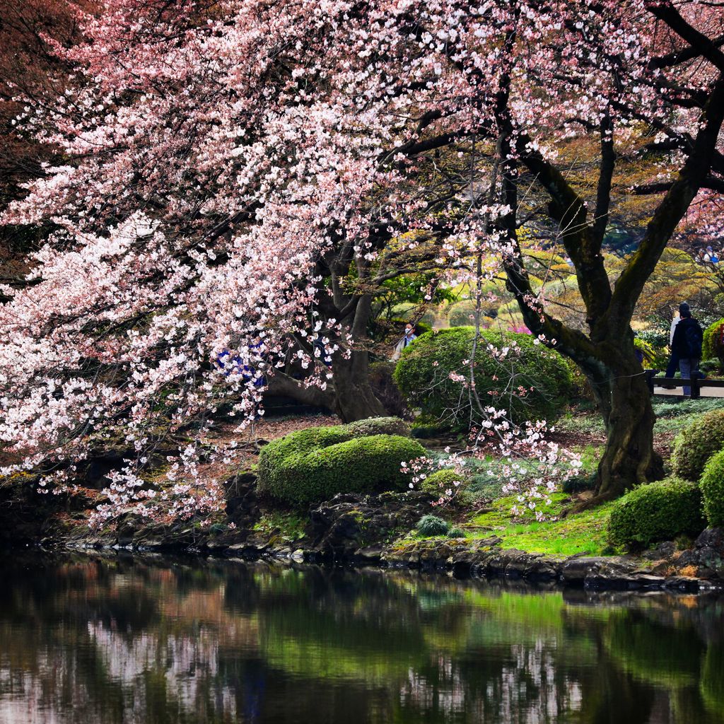 新宿御园 明治神宫