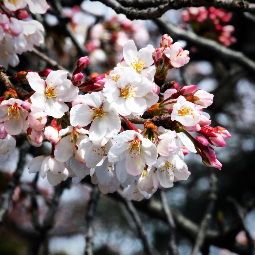 传说中的八重樱？