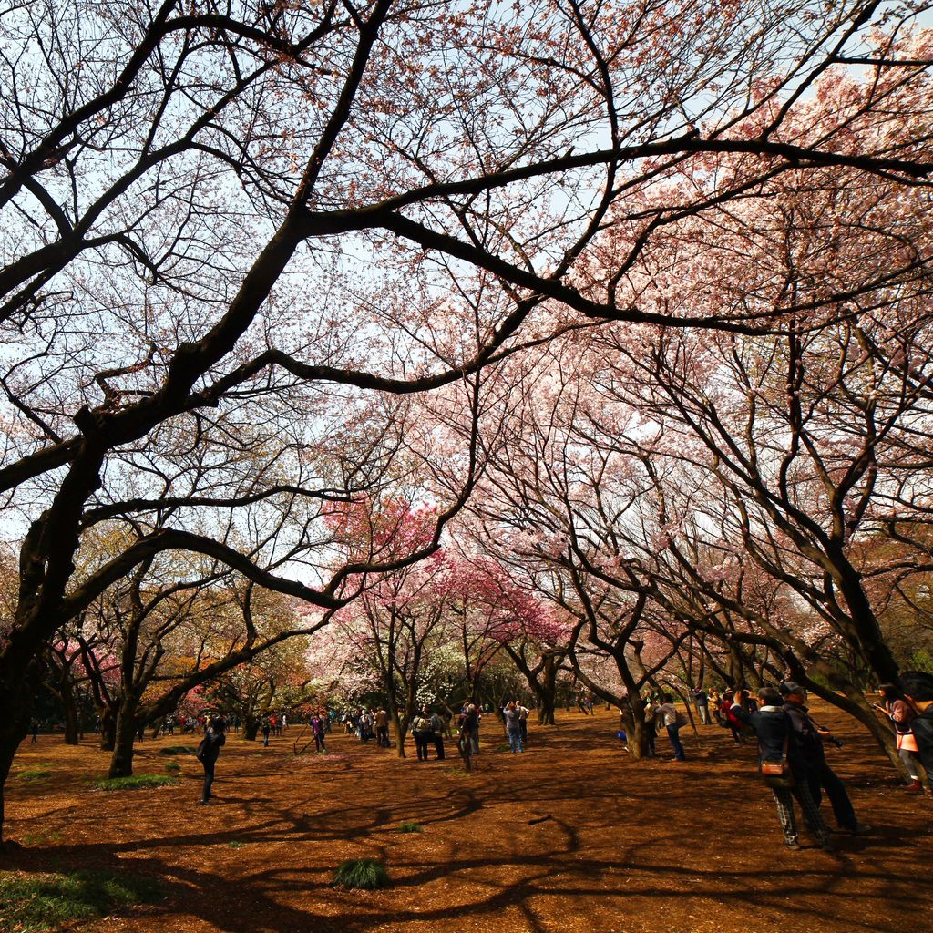 再多两周估计这里就是满满的樱花