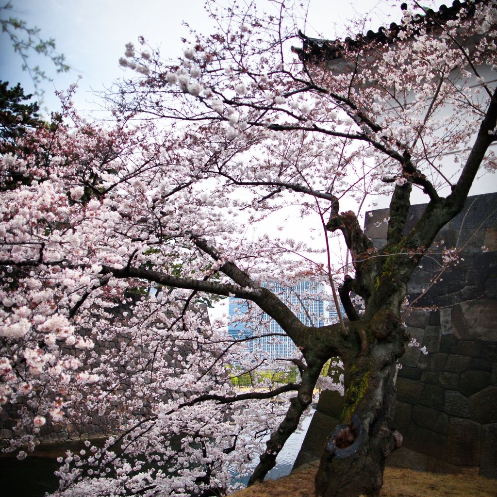 护城河旁边樱花