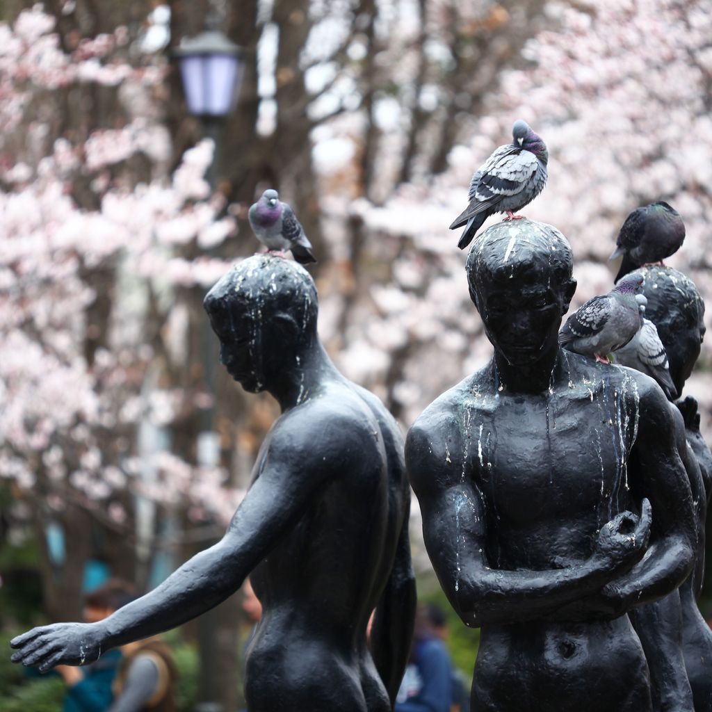 这白鸽选的地点太搞笑了