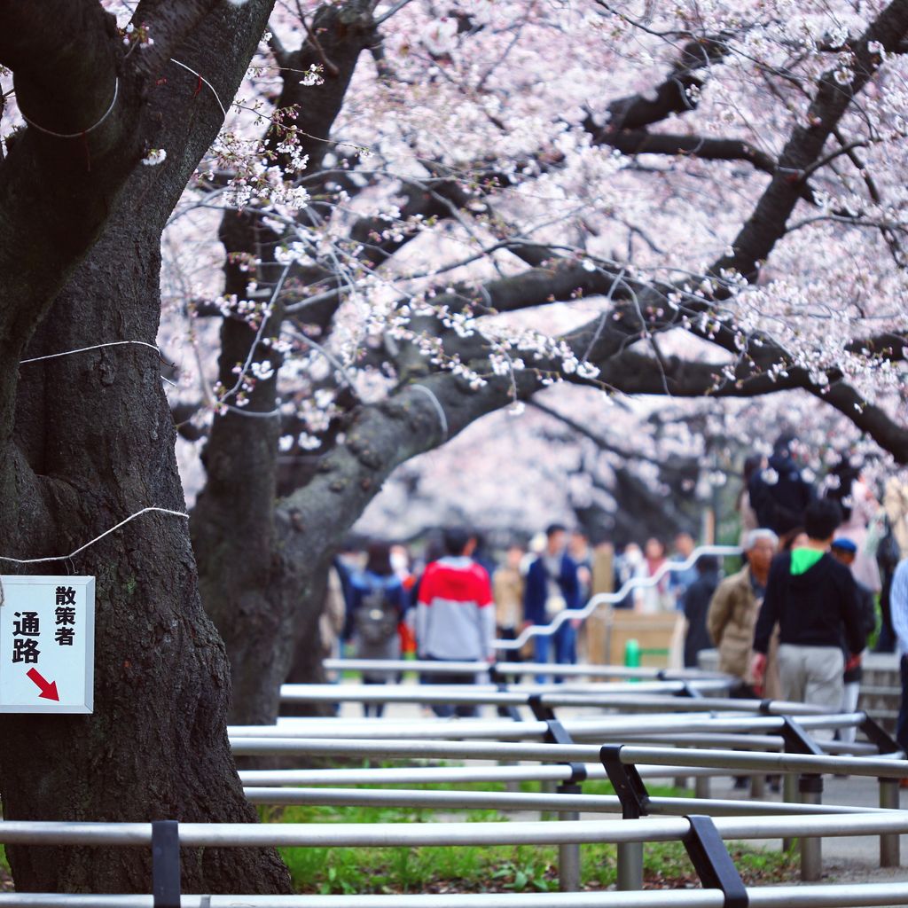 遥望千鸟渊的樱花大道