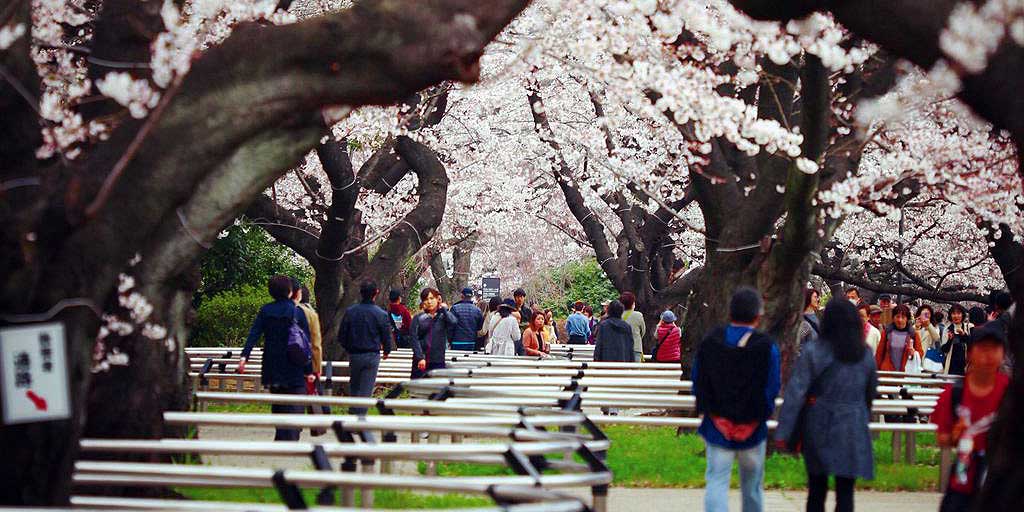 2015年 东京赏樱之旅(5)