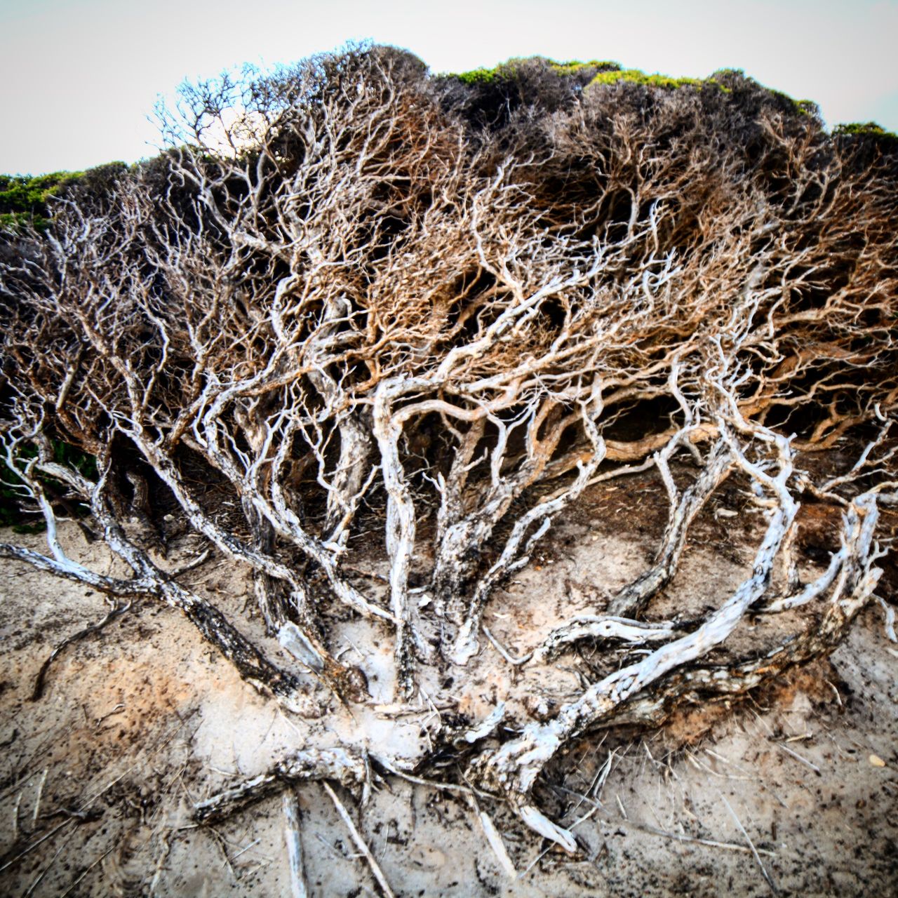 长久被海风吹着的植皮