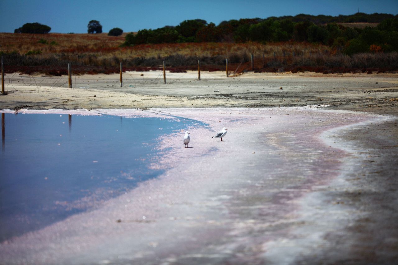 还有不少海鸥在栖息
