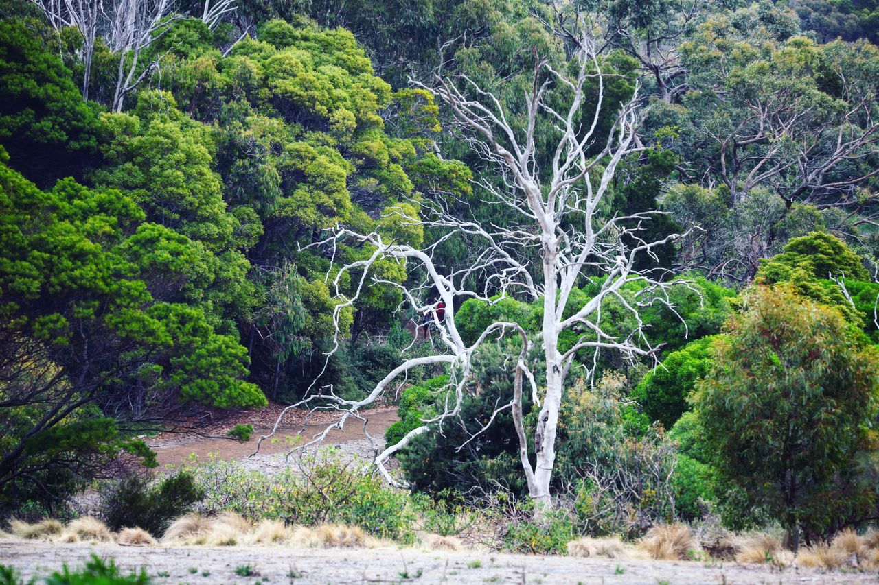 夏天的树居然还是光光的