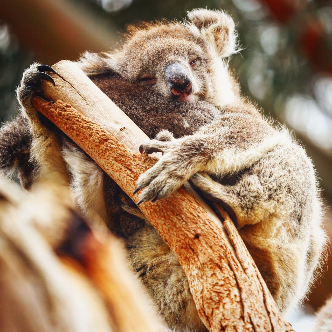 除了抱着就睡着，都不闲着
