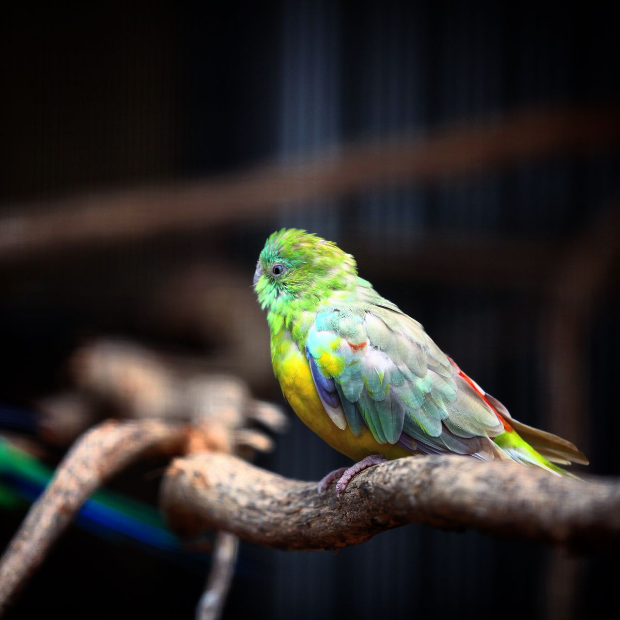 还有颜色鲜艳的鹦鹉