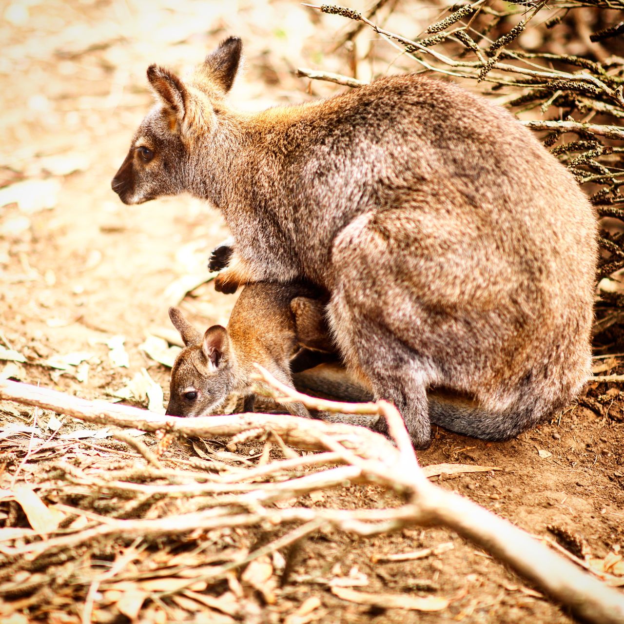 从妈妈肚子里伸出头来找吃