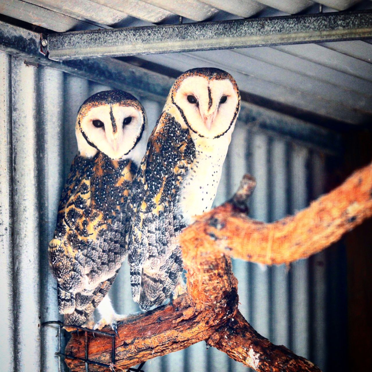 这是传说中的人面鹰？