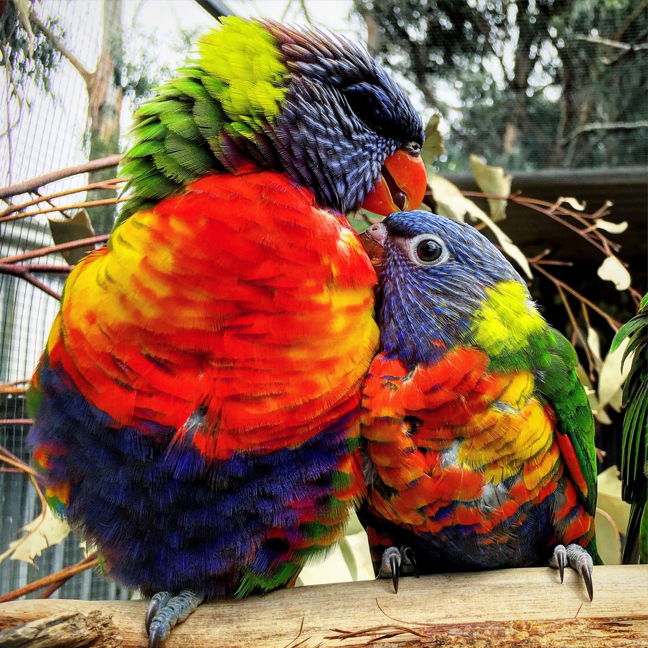 颜色鲜艳的鹦鹉