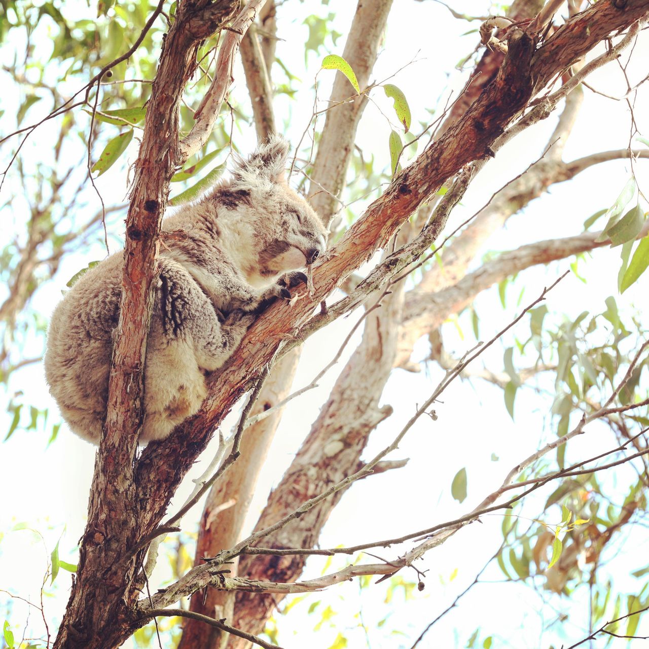 又睡着了…………