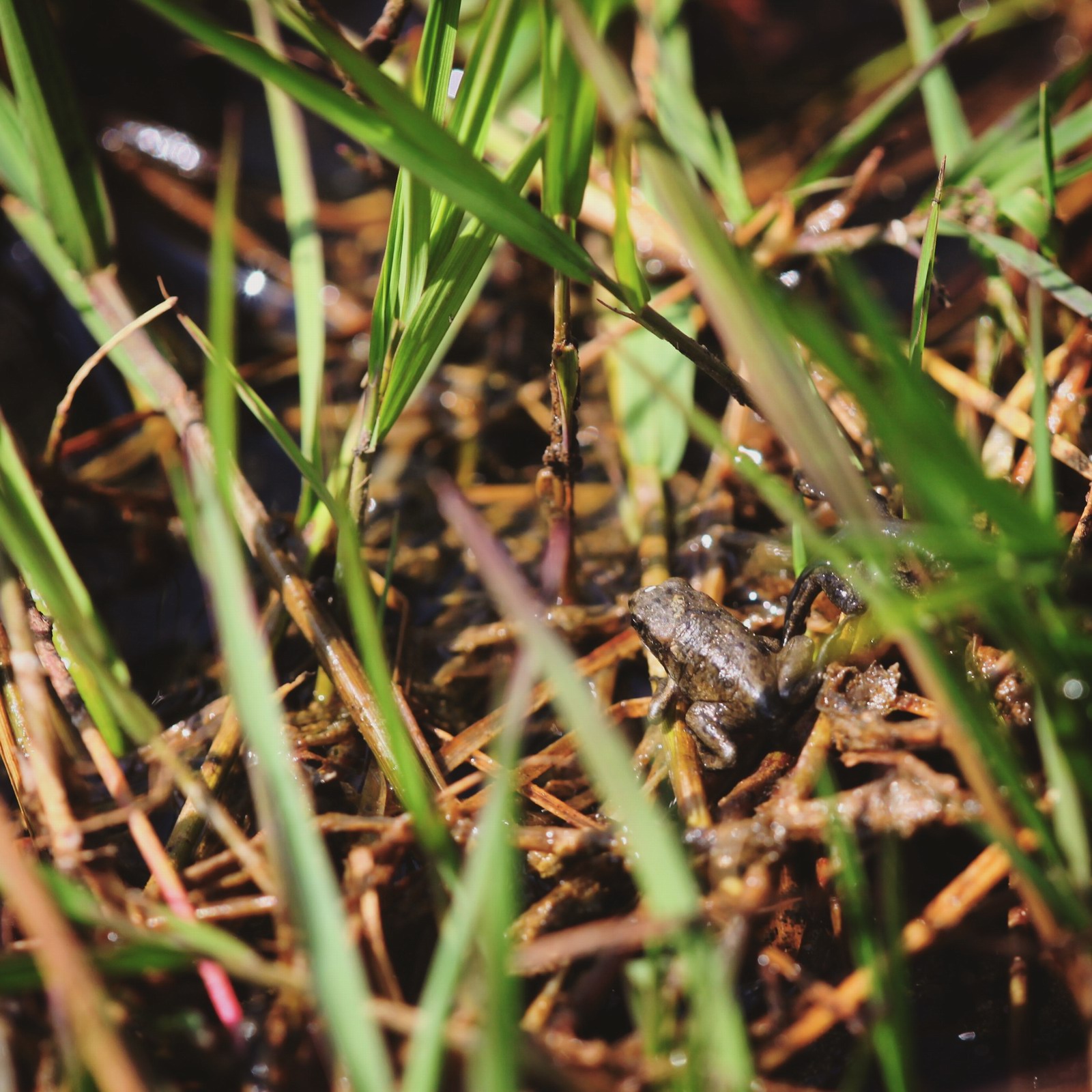 草丛中满满的都是生命力