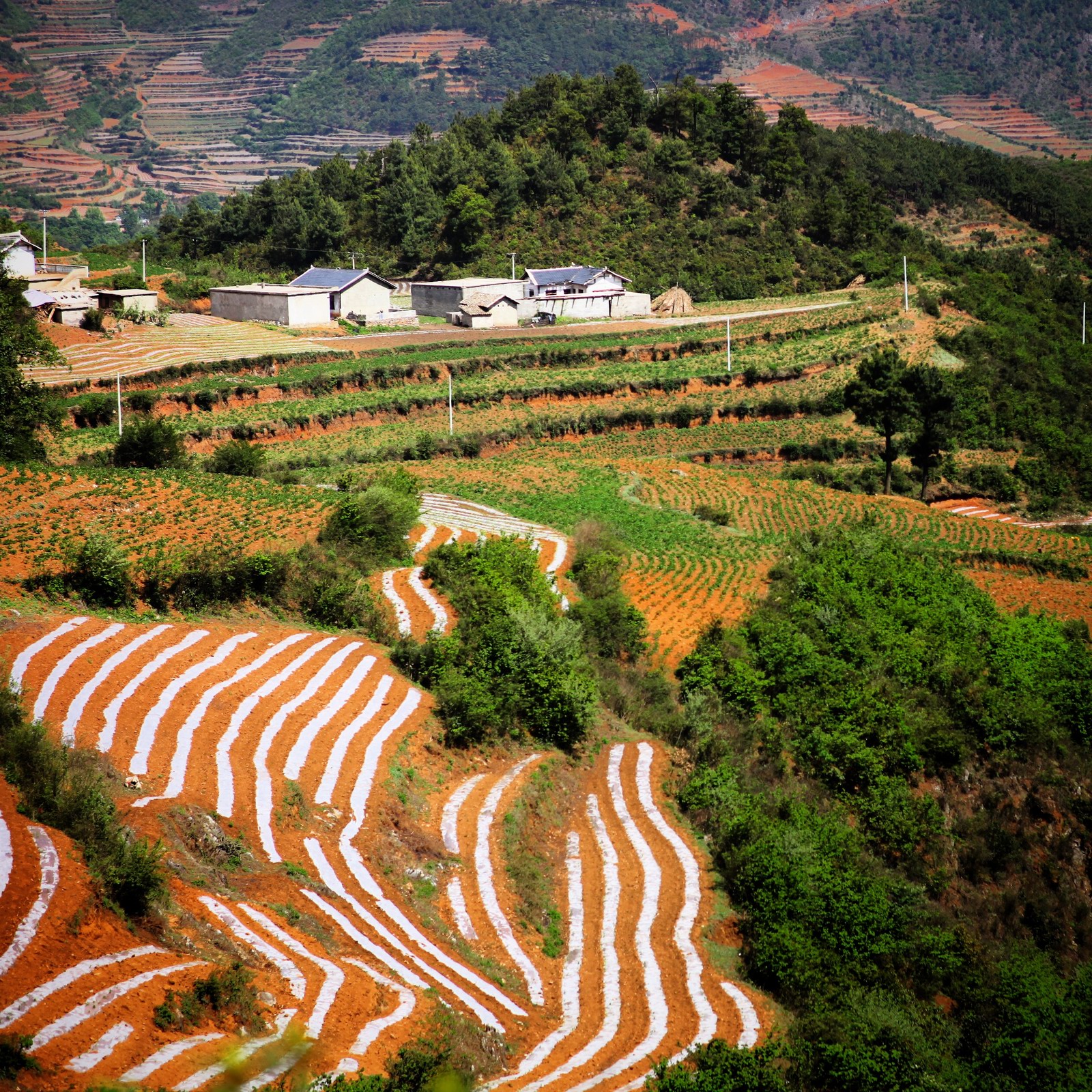 估计是过了花期，杜鹃花没看成，倒是梯田不错