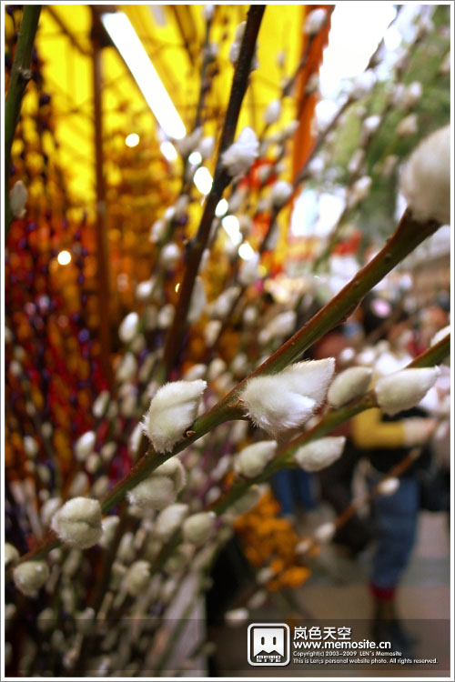 大片银柳，很像北方的白雪