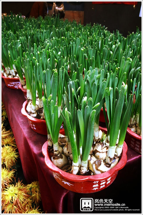 水仙，一排排的水仙