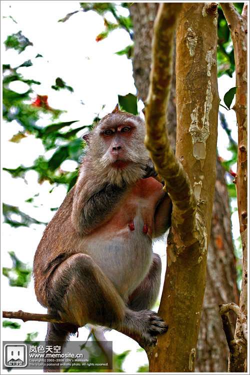 断崖附近的猴子