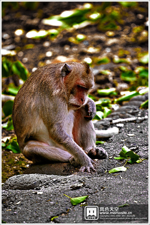 这里的猴子感觉都吃不饱似的
