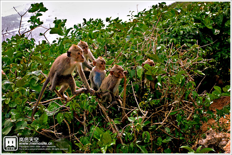 看看这群在等吃的瘦猴