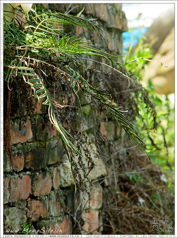 墙头的野草特多