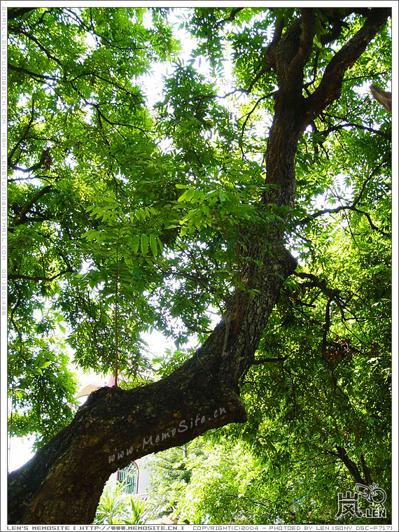 村中不乏这类的大树