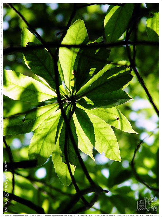 0522 wfs leaf 6