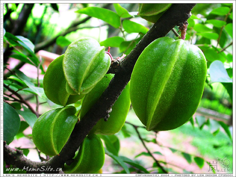 微距下的景深效果还是可以的