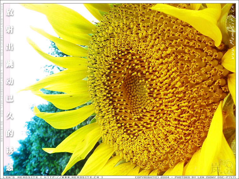 放射出，跳动已久的诱惑