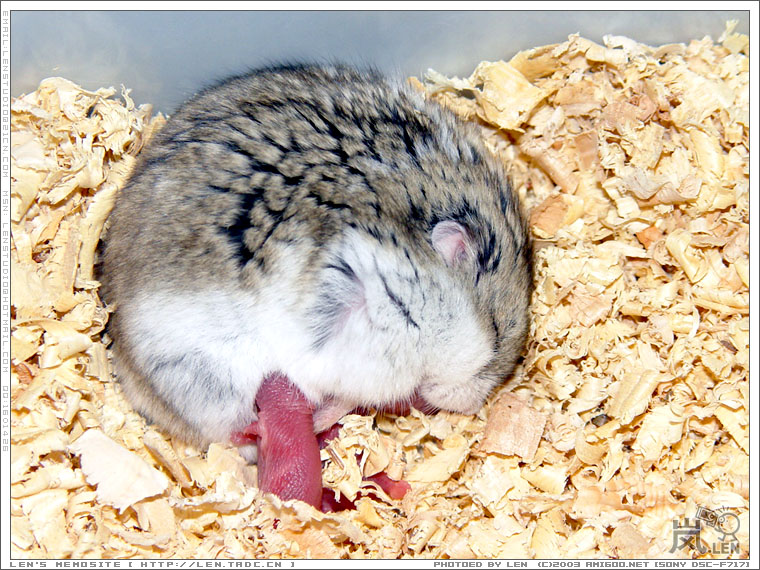 仓鼠BB出世啦！！