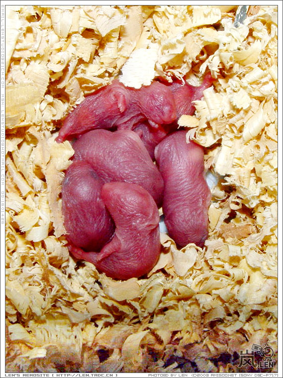 红通通的六只小生命，希望它们能健康的成长！