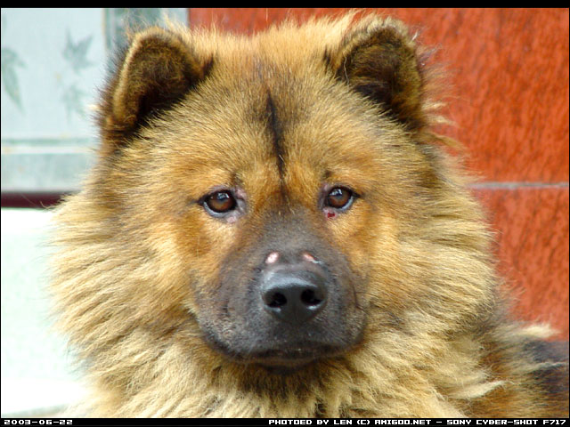 嘿嘿，这是在小谷围碰到的比较温纯的狗狗